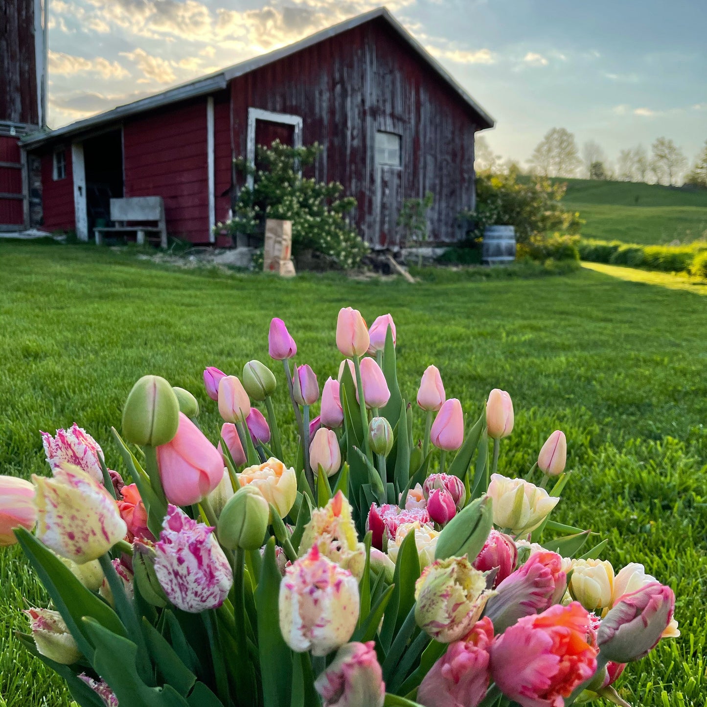 Cut-Your-Own Spring 2024 Flowers Subscription - Tulips & Daffodils