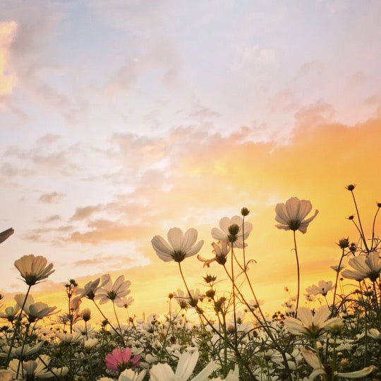 Reiki with Keri - Wednesday August 23rd