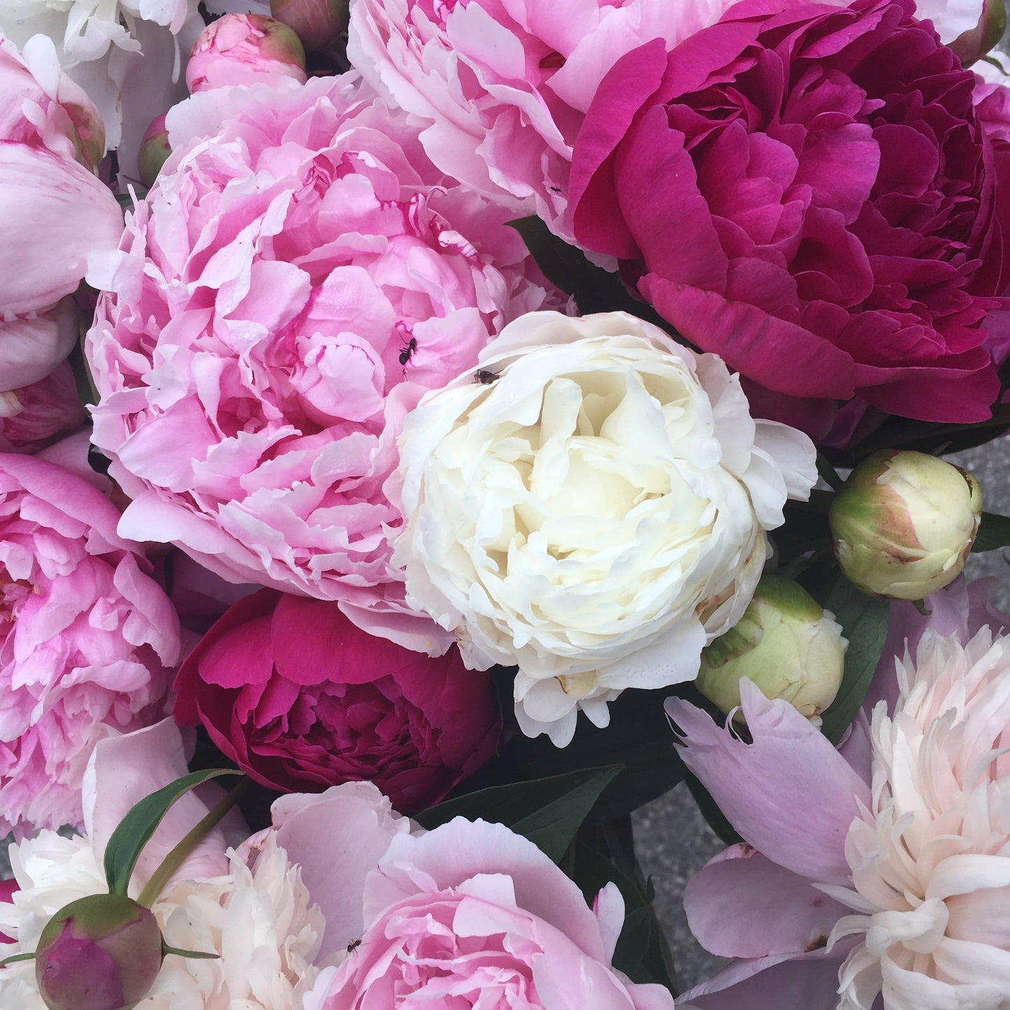 Cut-Your-Own Peonies