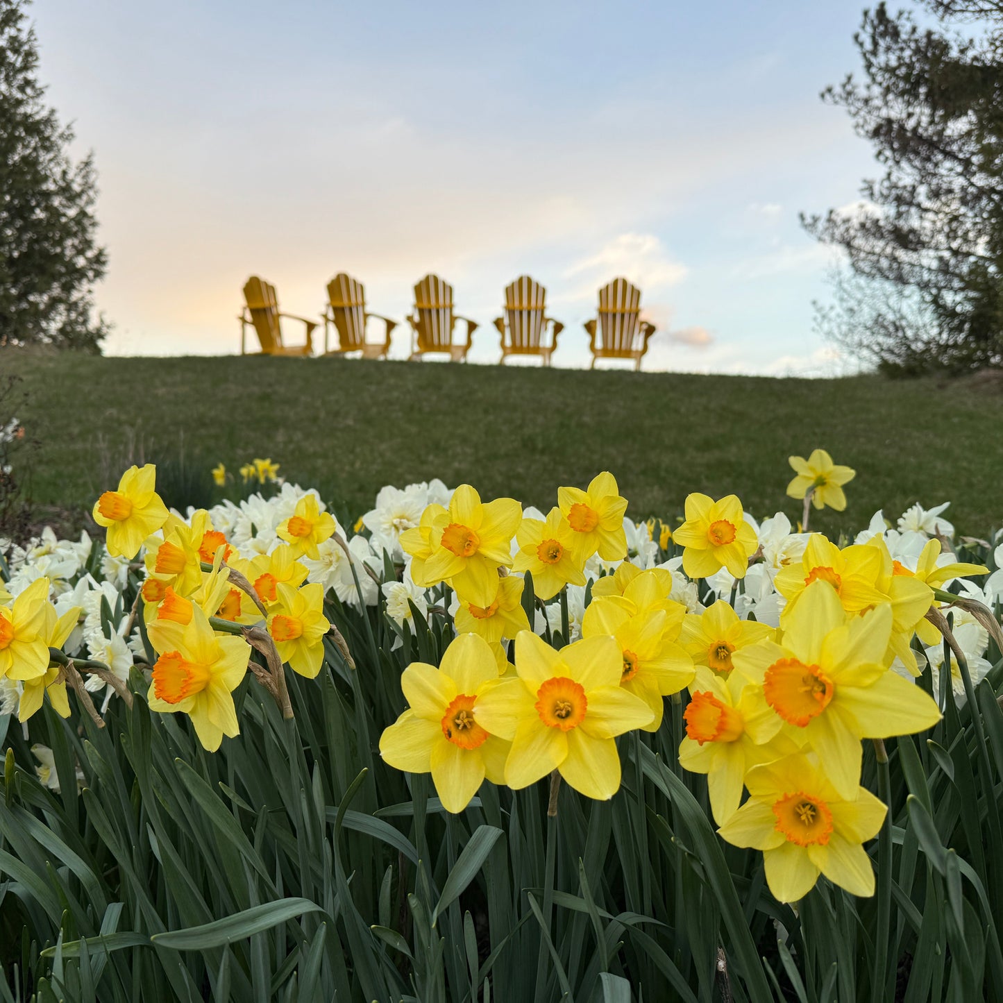 Daffodil Days 2026 - 3 jars of flowers!