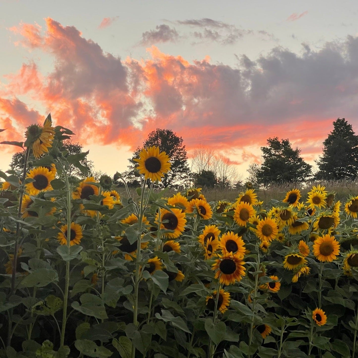 Yoga with Andrea Caruso - Thursday, August 14th