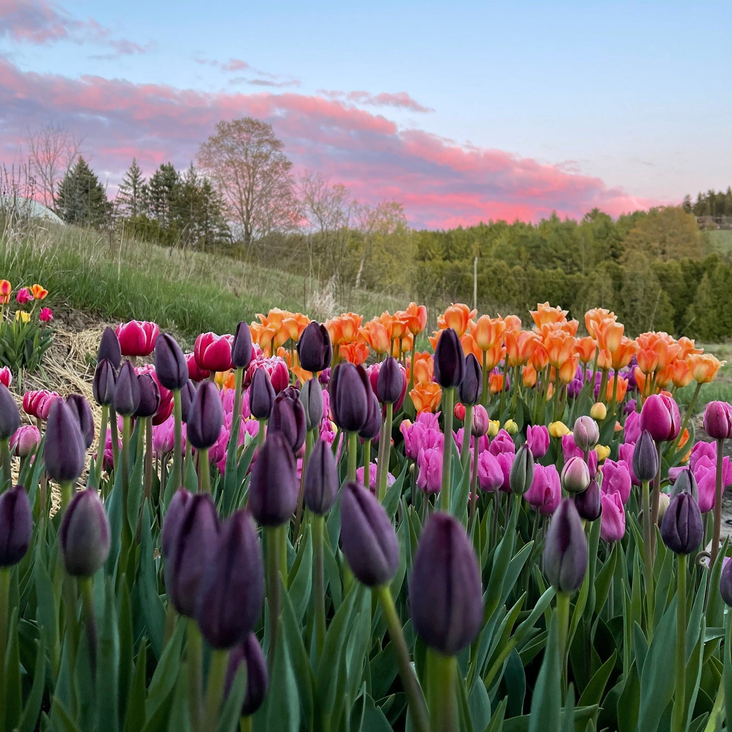 Spring Fling Flowers 2024