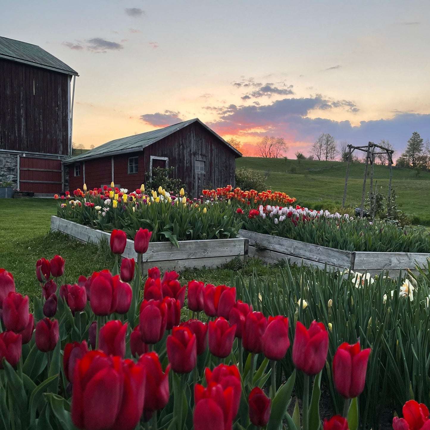 Spring Fling Flowers 2026