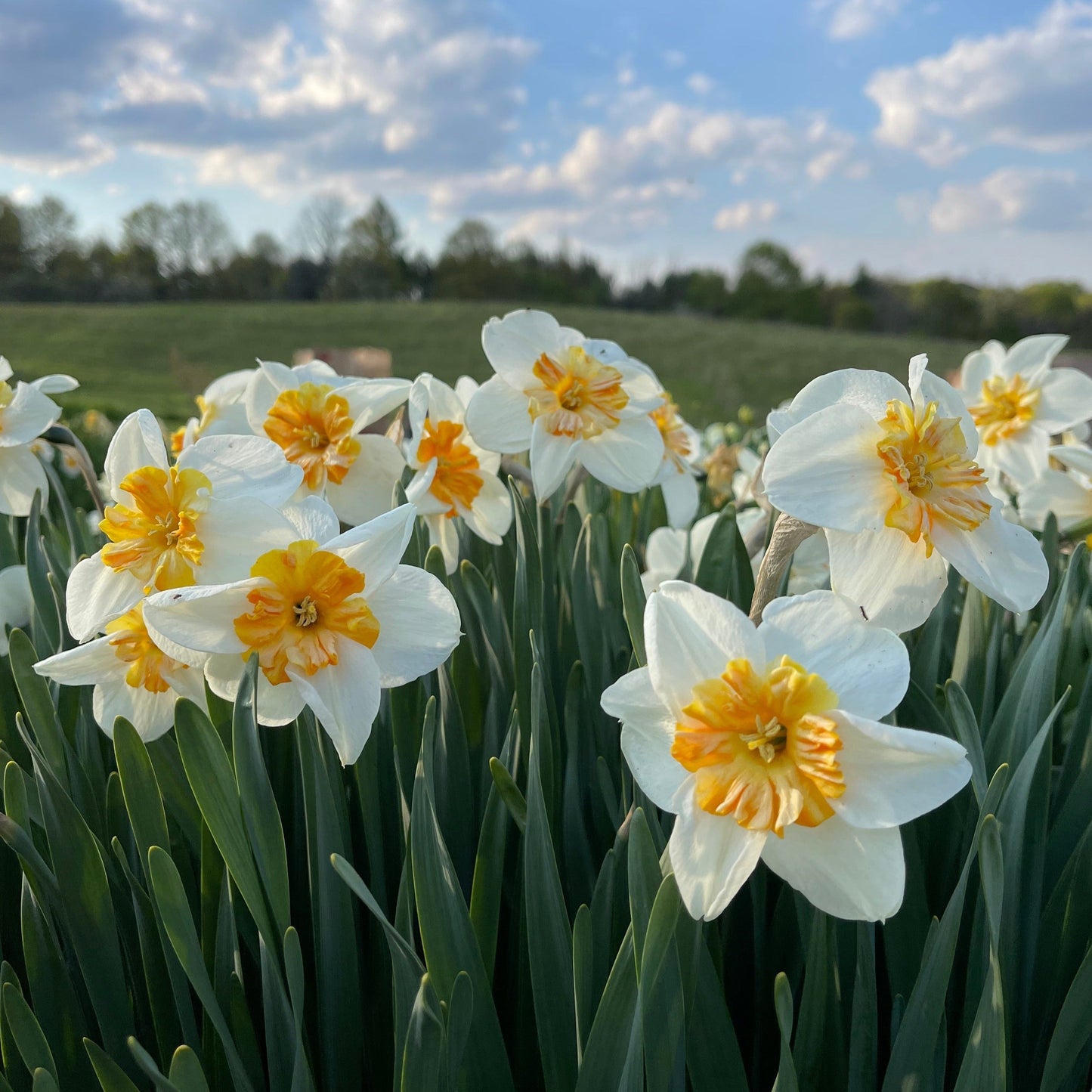 Spring Fling Flowers 2024