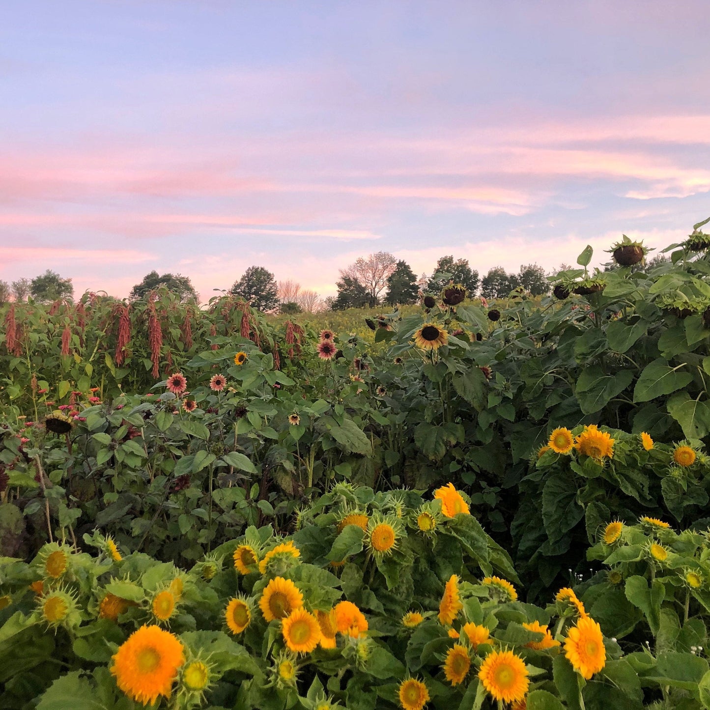 2025 Cut-Your-Own Flowers - 3-buckets