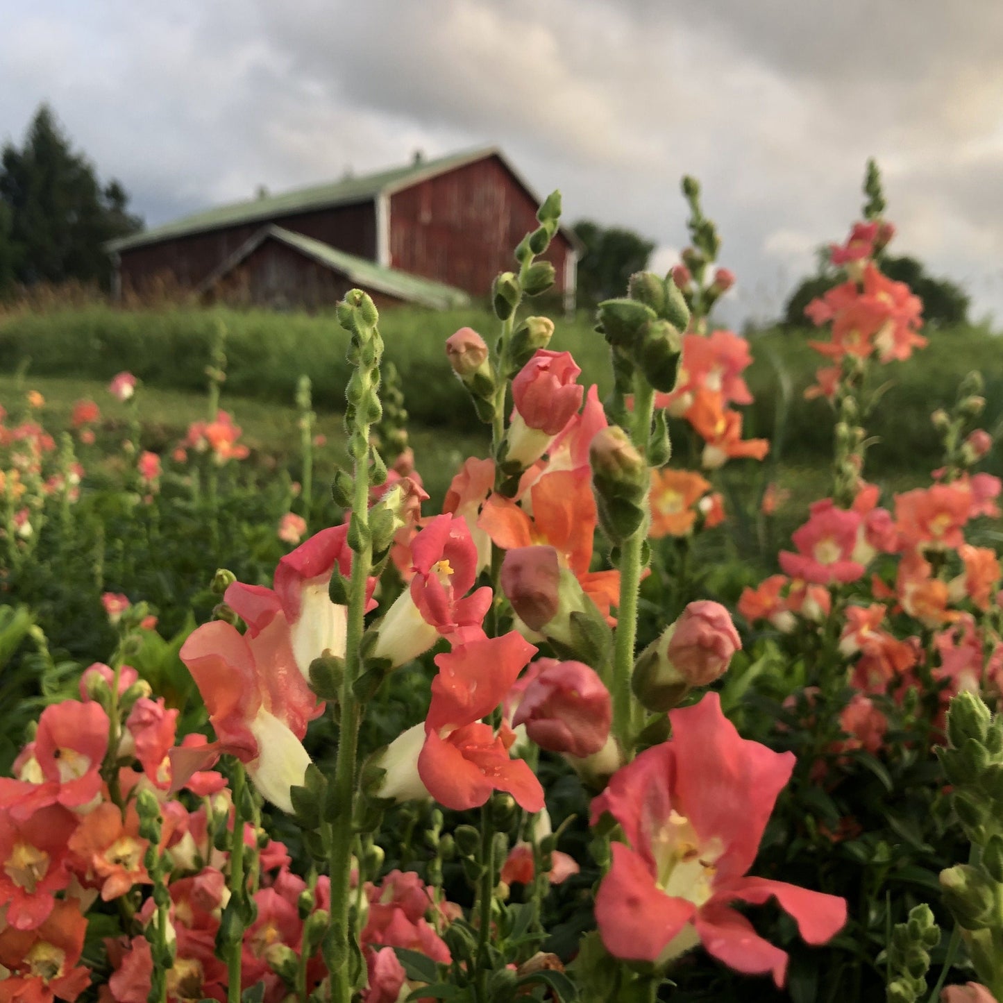 2024 Cut-Your-Own Flowers - 3-buckets