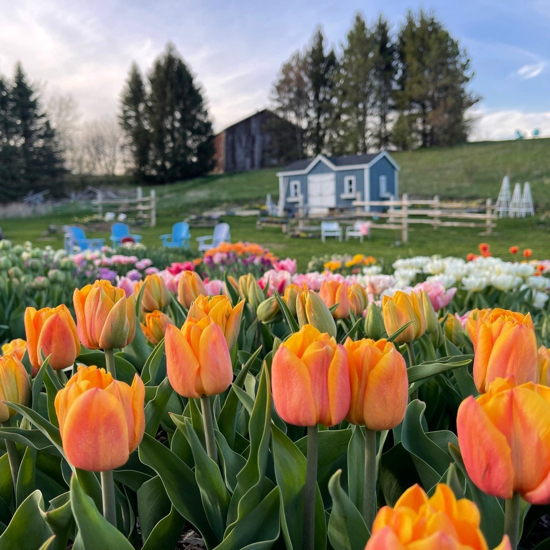 Tulip and Daffodil Season at the Farm