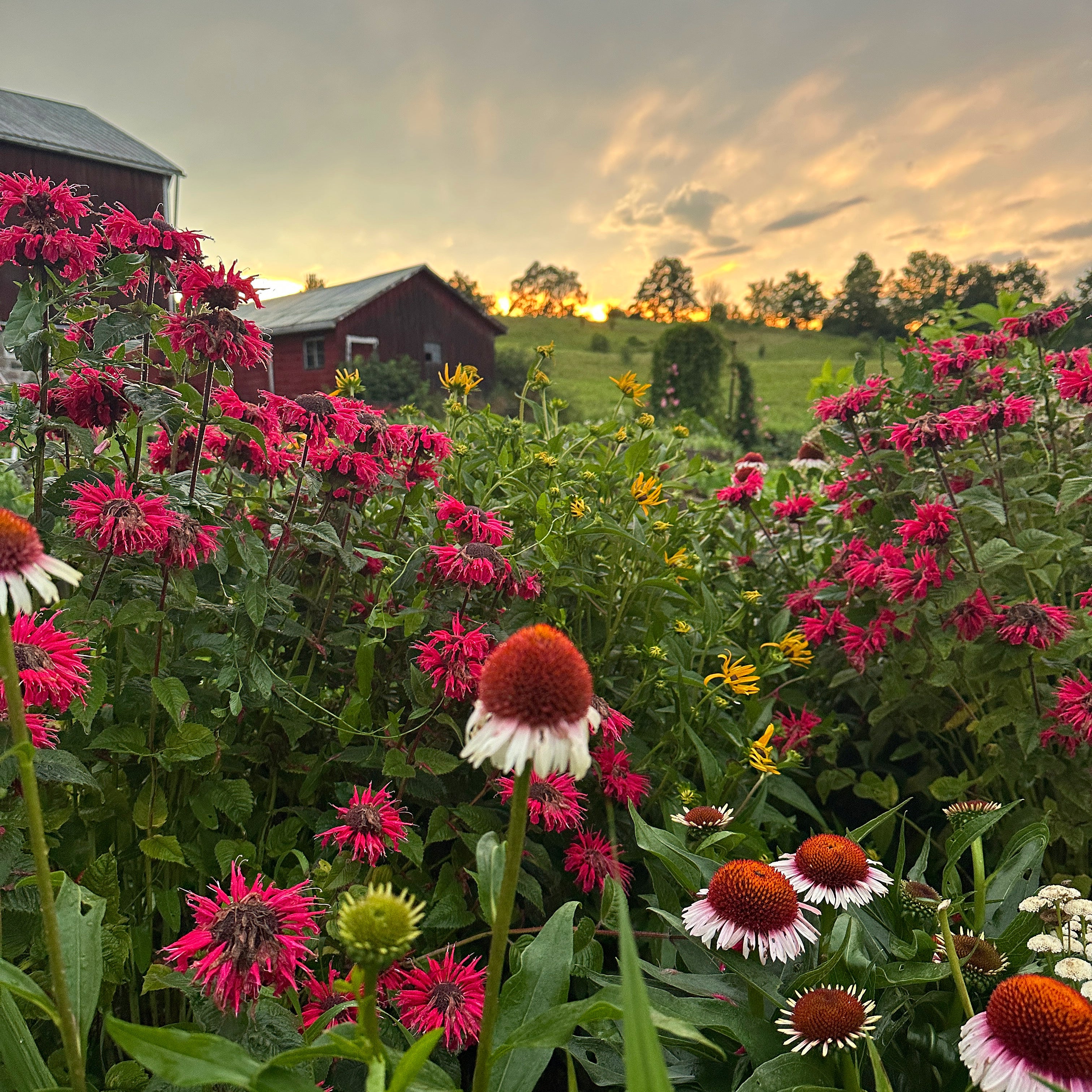 August Bouquets Country Cut Flowers Farmfresh flowers in Newmarket