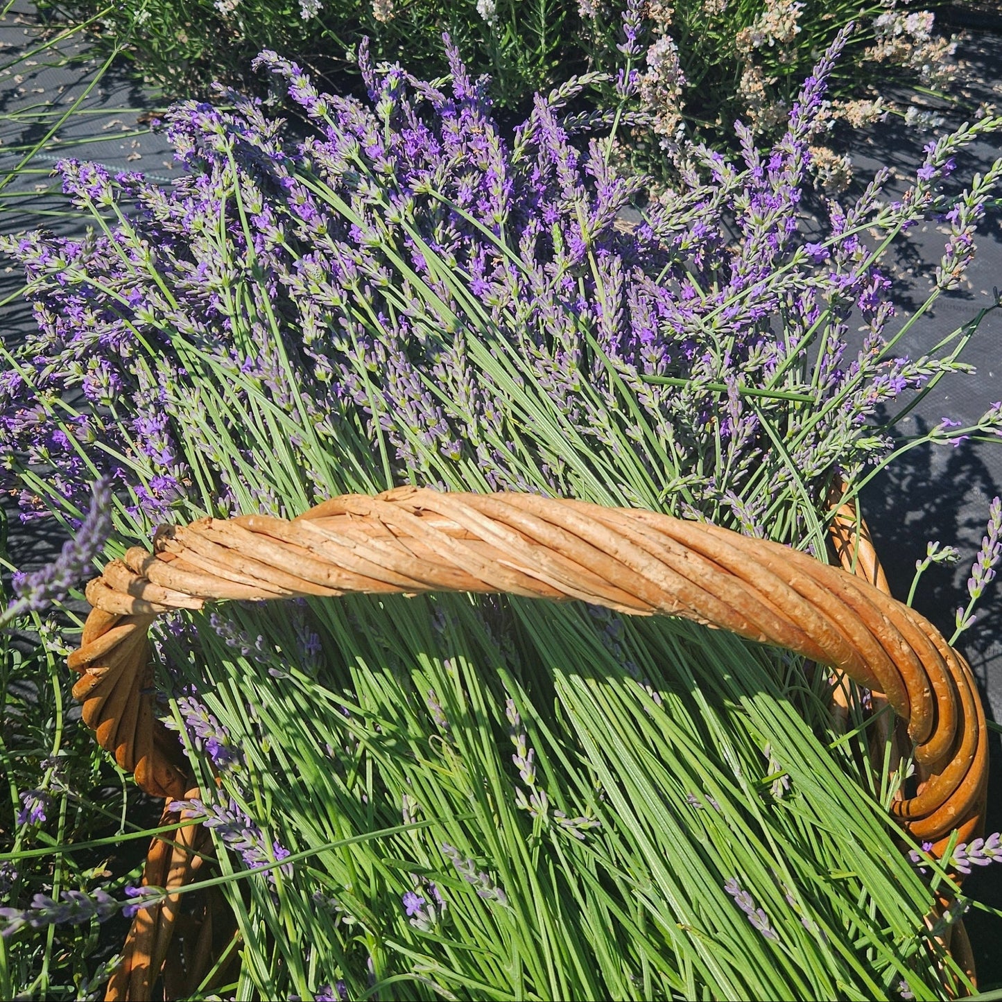 Lavender Wand Making Workshop - Friday, August 21