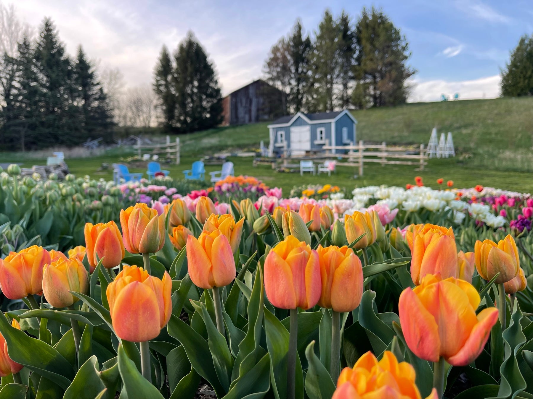 Country Cut Flowers Newmarket Aurora Flower Farm