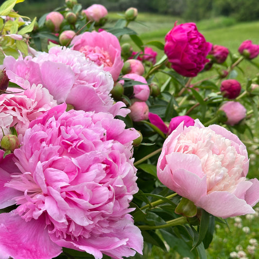 Cut-Your-Own Peonies