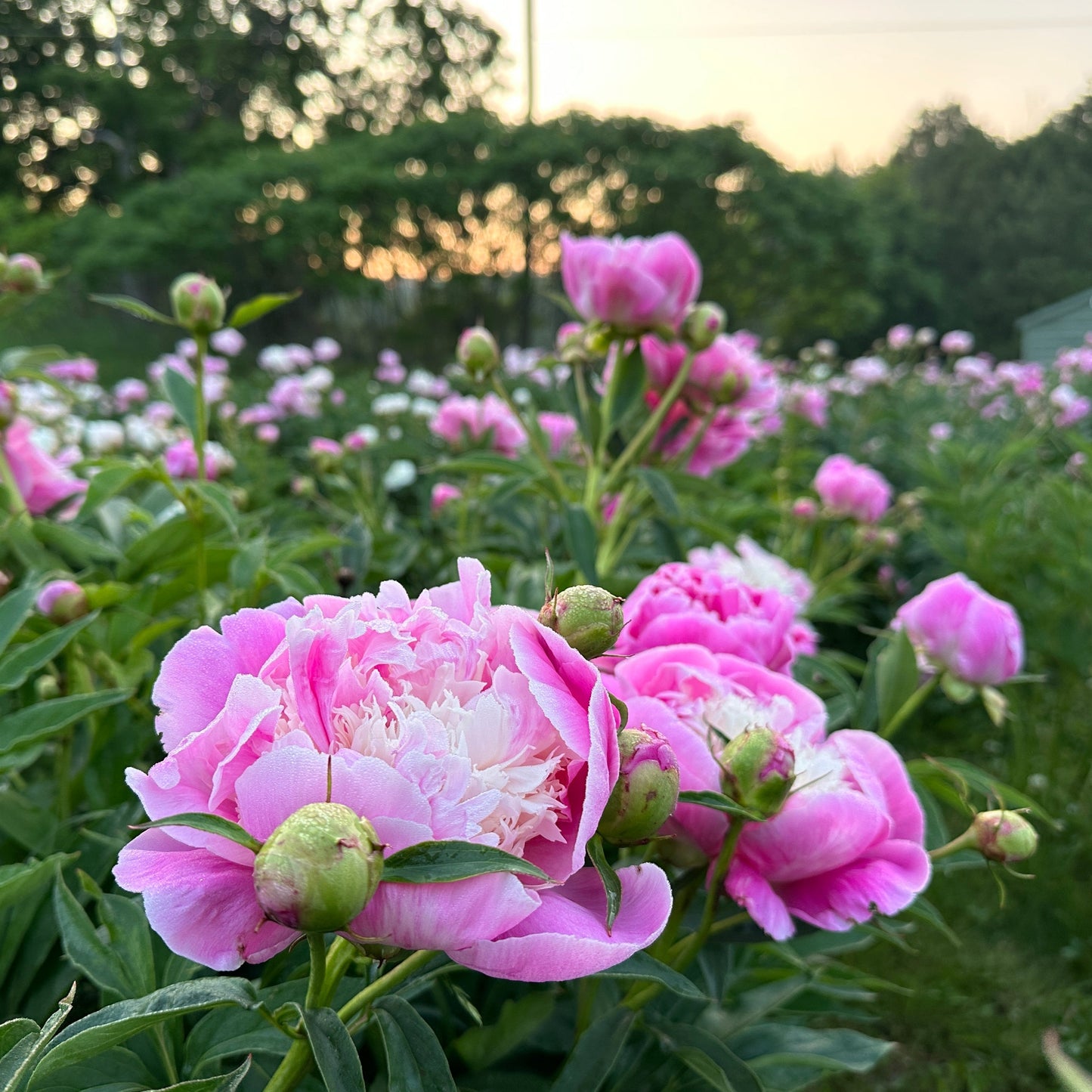 Cut-Your-Own Peonies