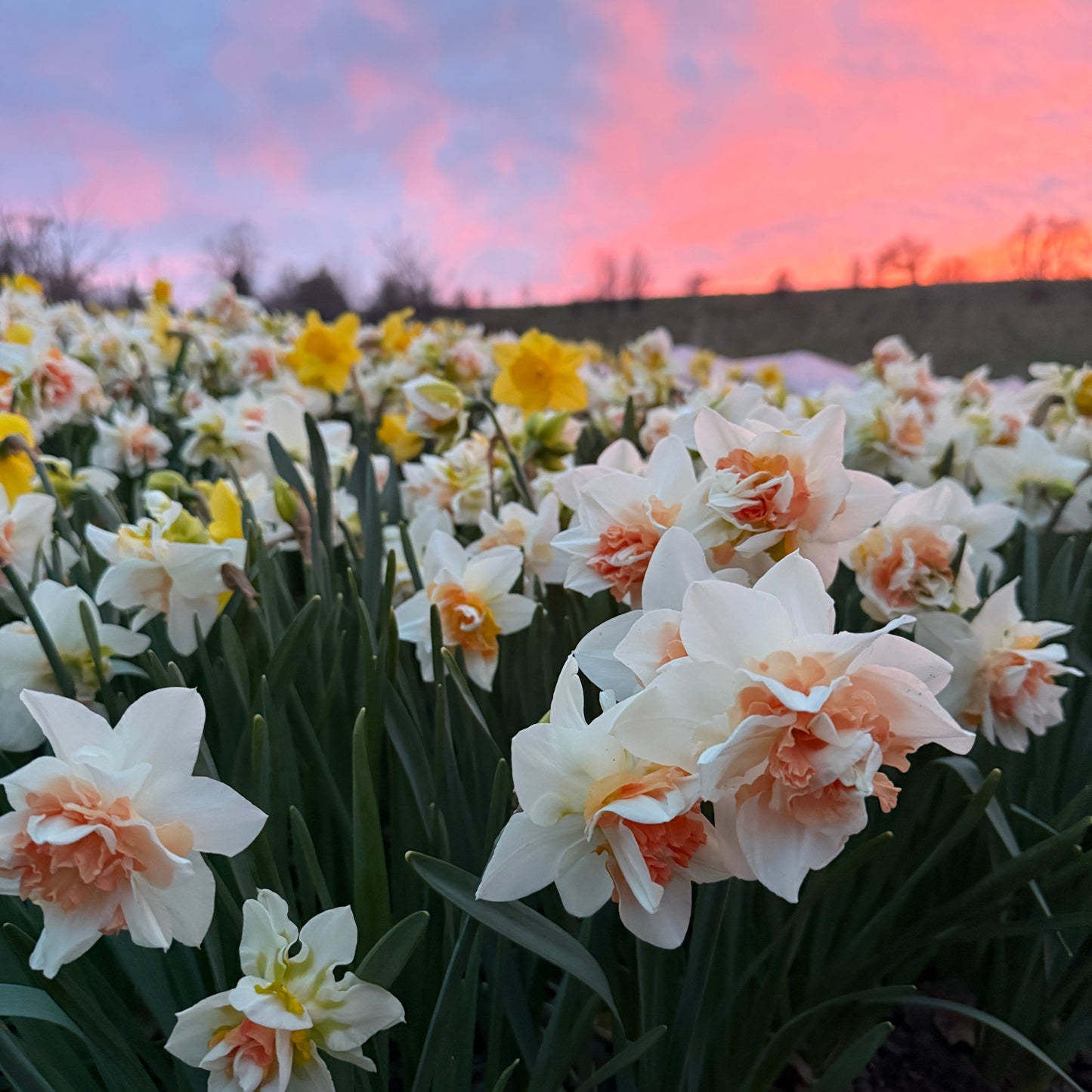 Spring Fling Flowers 2026