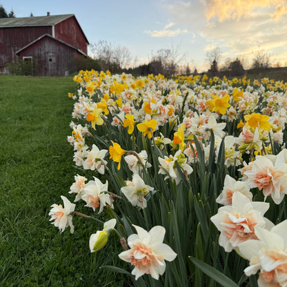 Spring Fling Flowers 2026