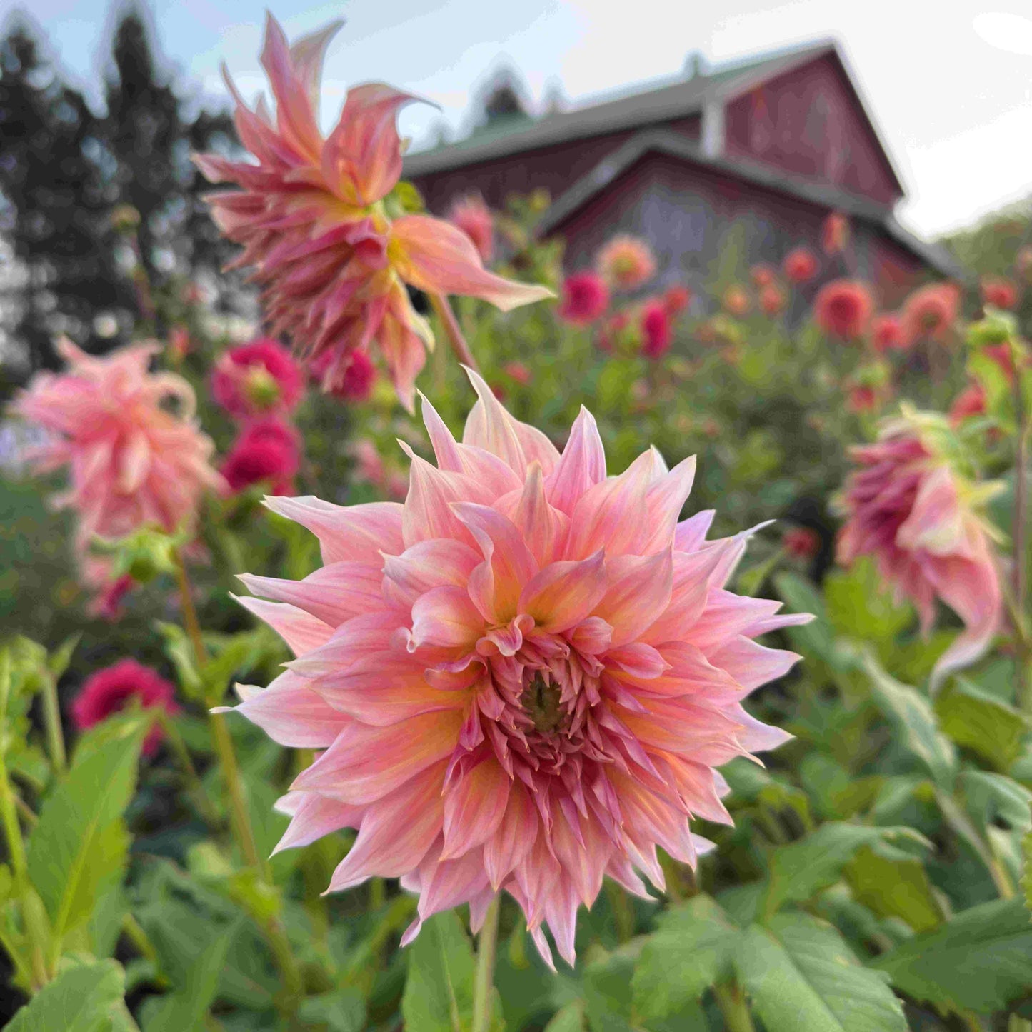 Pink flowers with a blurred background of a building and trees