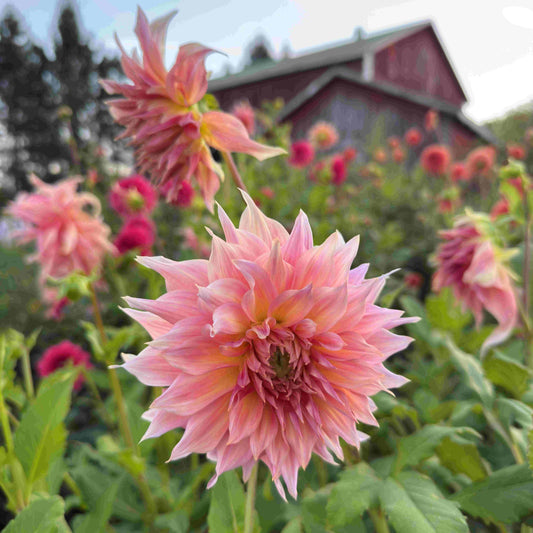 Pink flowers with a blurred background of a building and trees