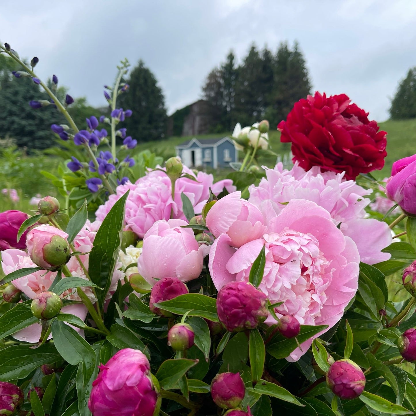 Bouquet of pink and purple peonies with a blurred background of trees and a house.