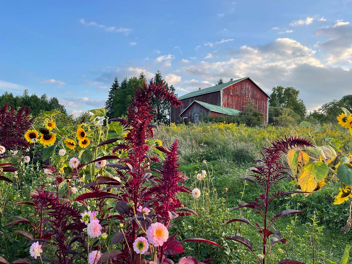 Country Ridge Florals Country Cut Flowers - Newmarket - Aurora - Flower Farm