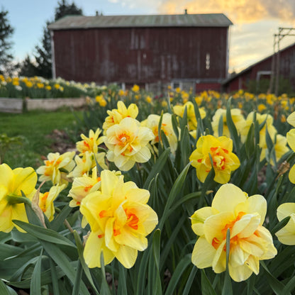 Cut-Your-Own Daffodils