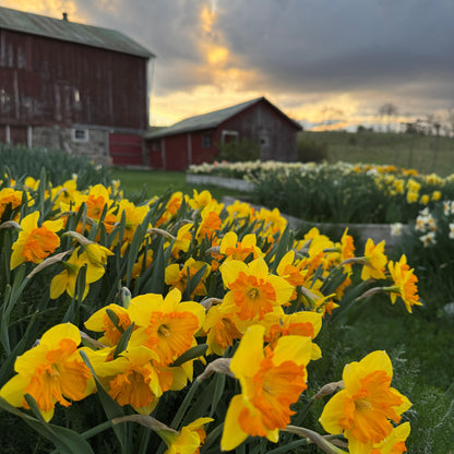 Cut-Your-Own Daffodils