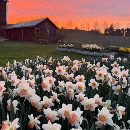 Cut-Your-Own Daffodils