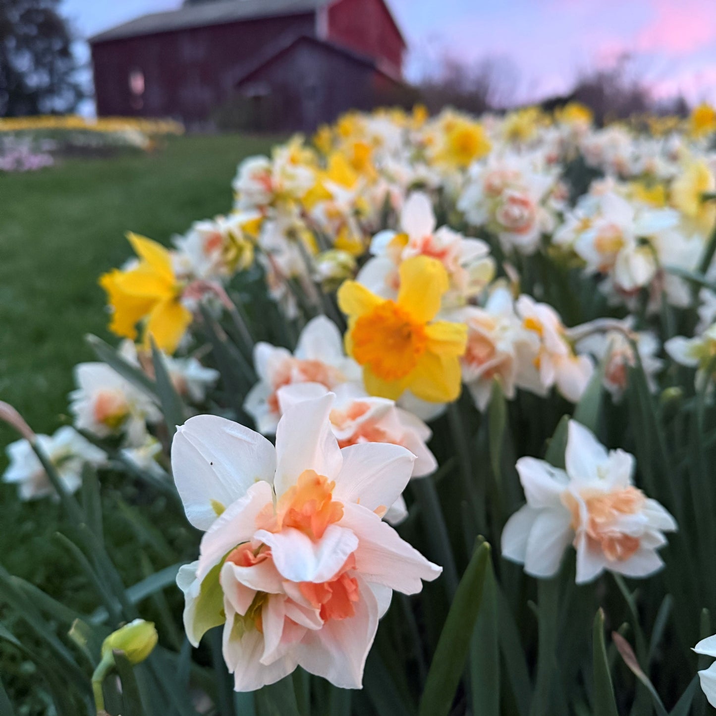Cut-Your-Own Daffodils