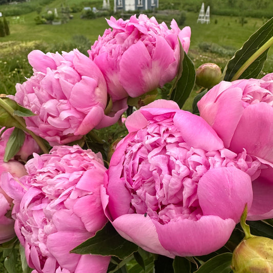 Cut-Your-Own Flowers