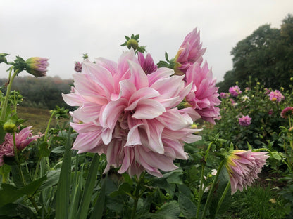 The 2023 Ultimate Floral Experience