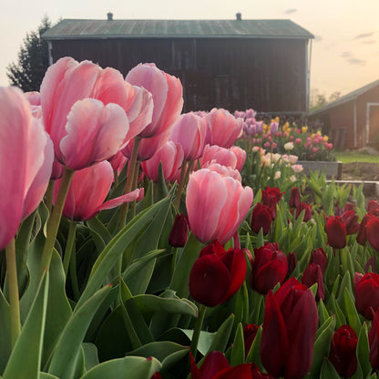 Spring Fling Flowers 2023